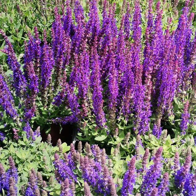 284220476_411831840951407_1268221331961939437_n