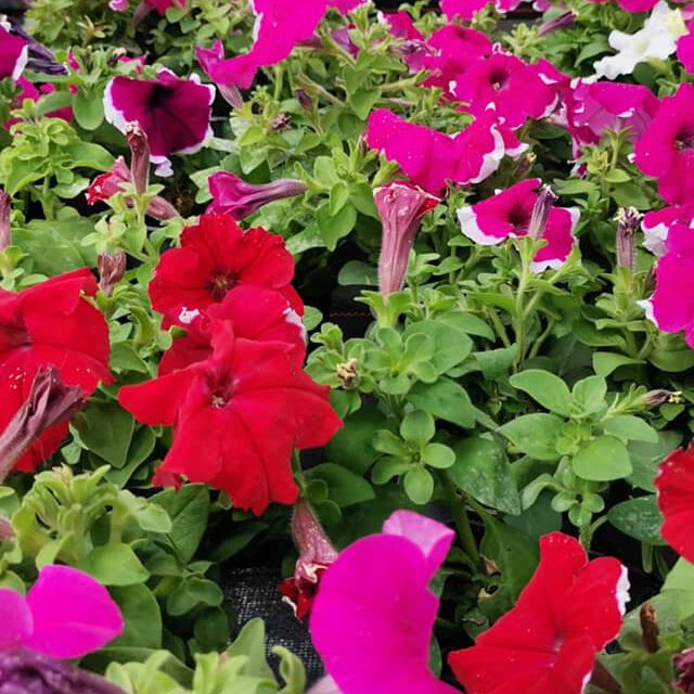 285382701_415728413895083_4973126675284095399_n