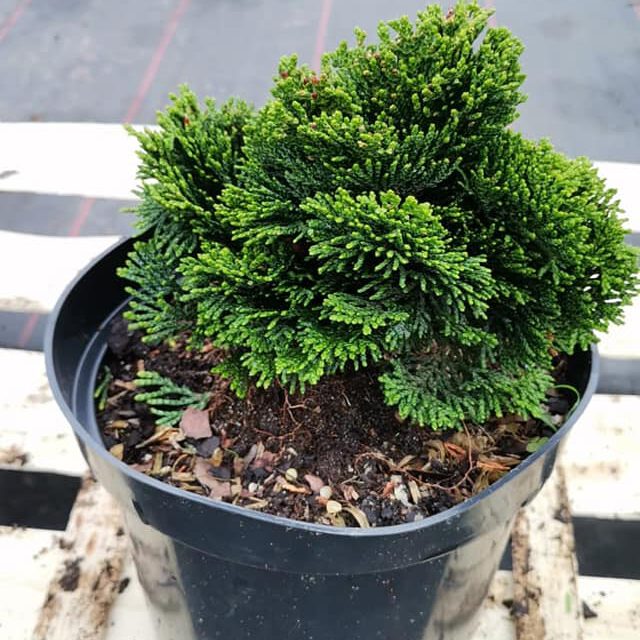 287037947_422509863216938_7643153959408798691_n