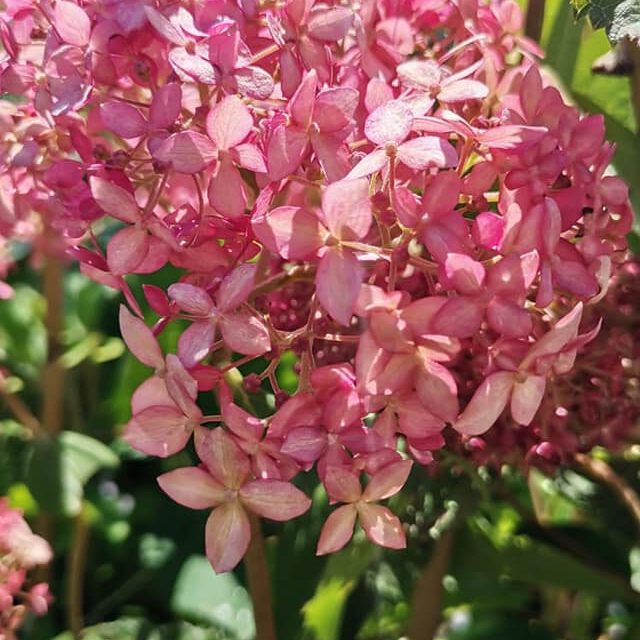 290246845_433727182095206_2571950226926803806_n