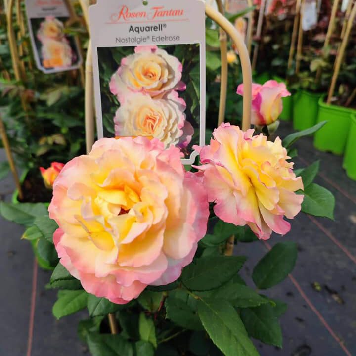 292614206_442447037889887_716003632805546669_n