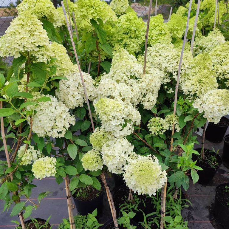 295656499_457433869724537_1562134411649758889_n