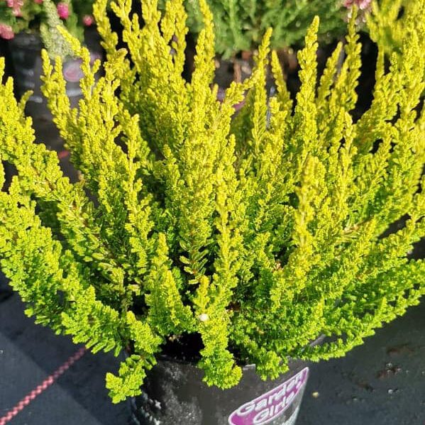 296870210_462496409218283_190862856673136863_n