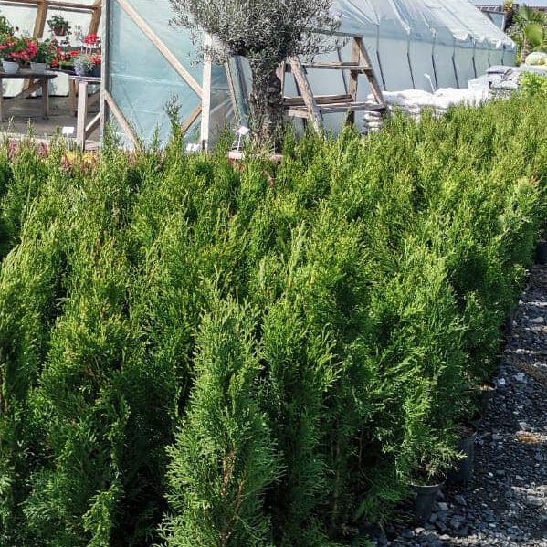 297649421_463639139104010_7466690290010118493_n