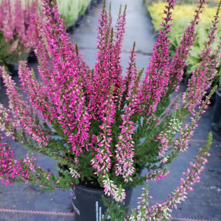 298926398_468166775317913_5683279859907049186_n