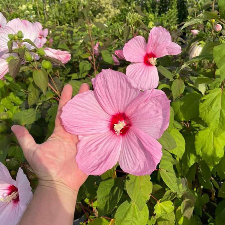 300786720_476166547851269_2014504351744720379_n