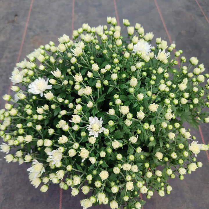 301531103_479221217545802_475962051925163848_n