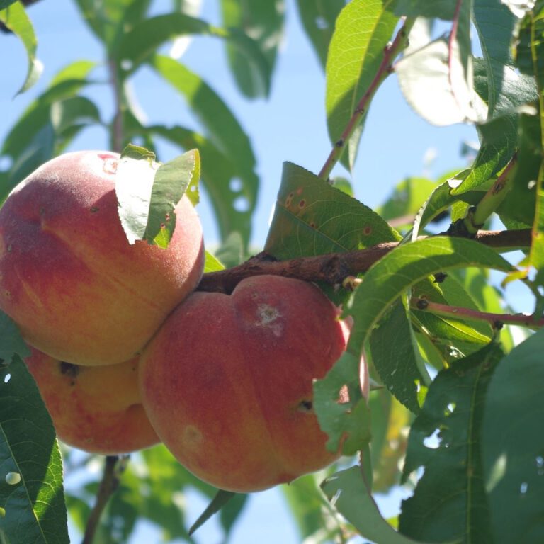 Processed by: Helicon Filter;