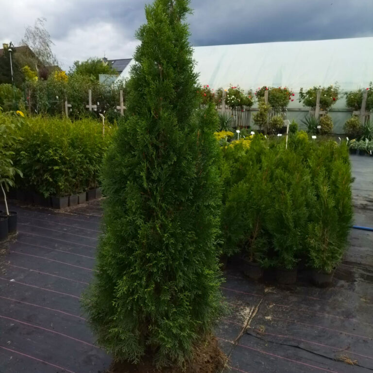 306520457_493045916163332_5035902930789368438_n