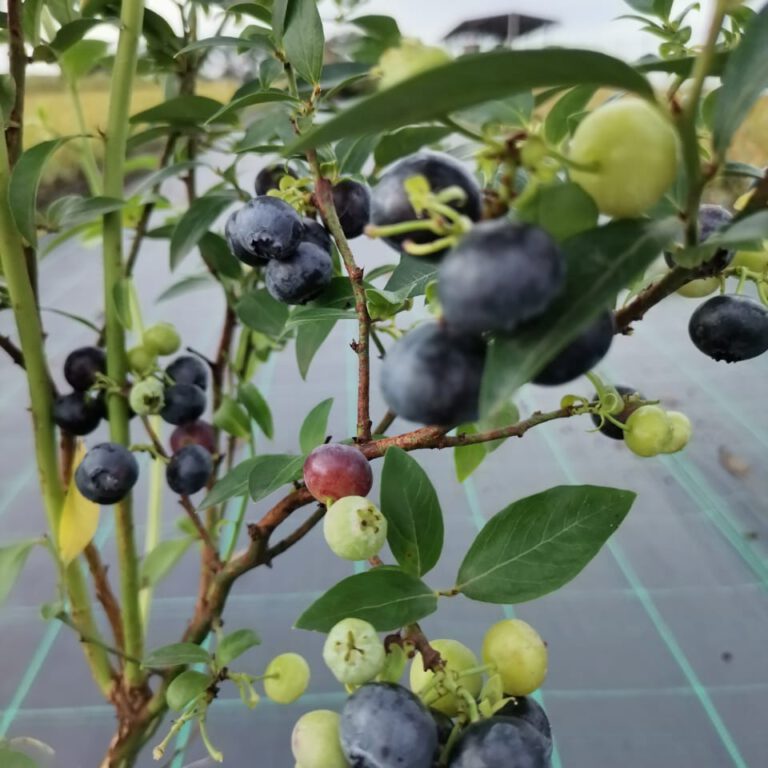 306816161_494501749351082_5468931119053690934_n