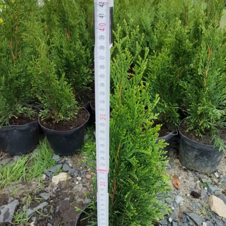 306921158_494793655988558_6002784699048315535_n