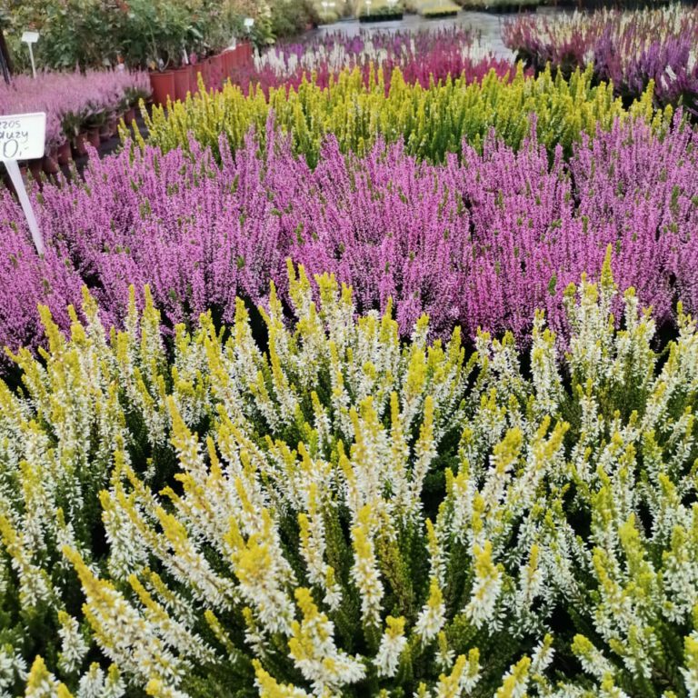 307881609_500619218739335_913367862297627400_n