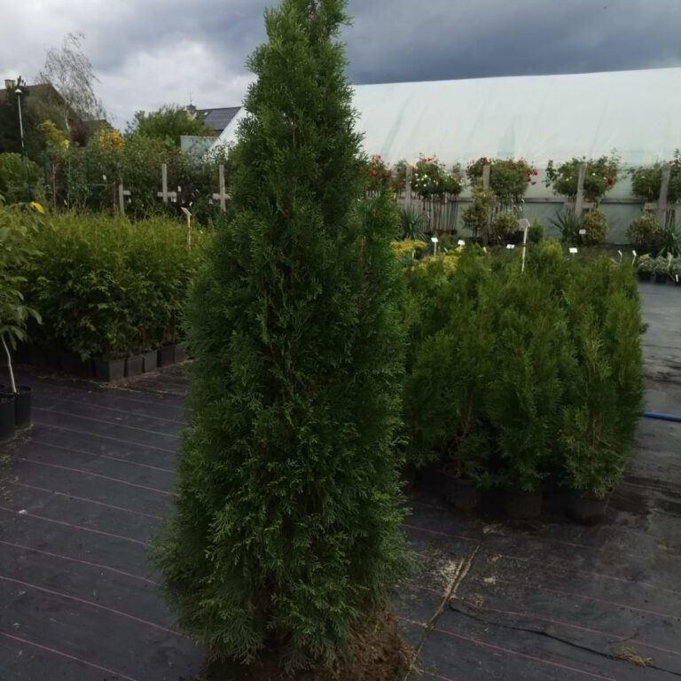 307894594_498948555573068_5600298162101537373_n