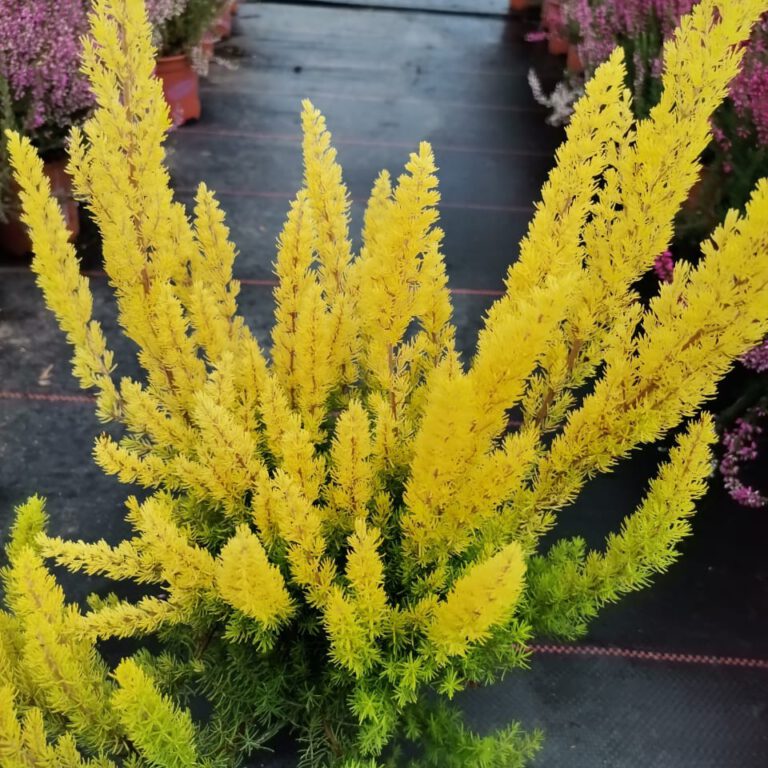 308017799_499071358894121_1261645882110183671_n