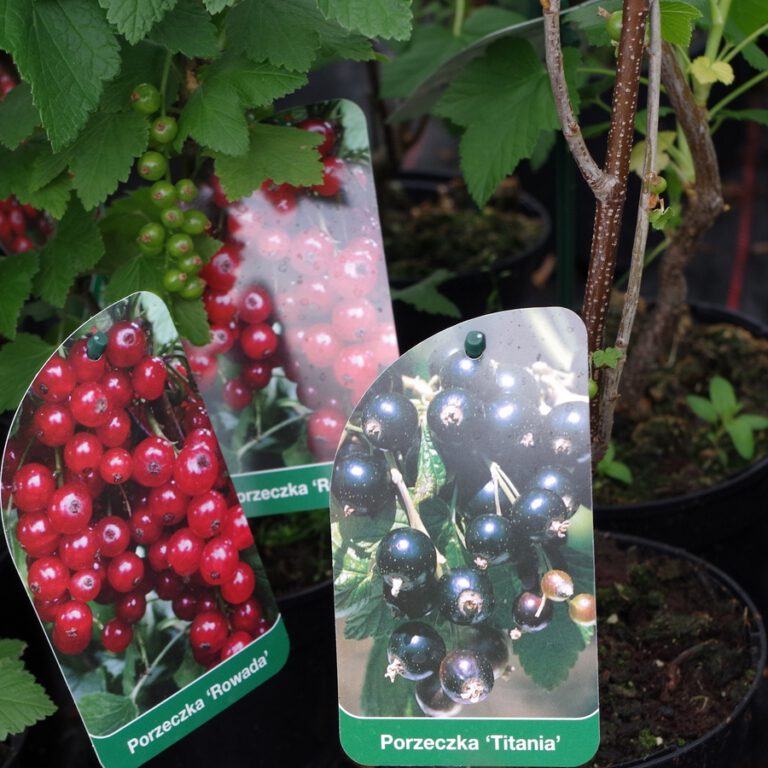 Processed by: Helicon Filter;