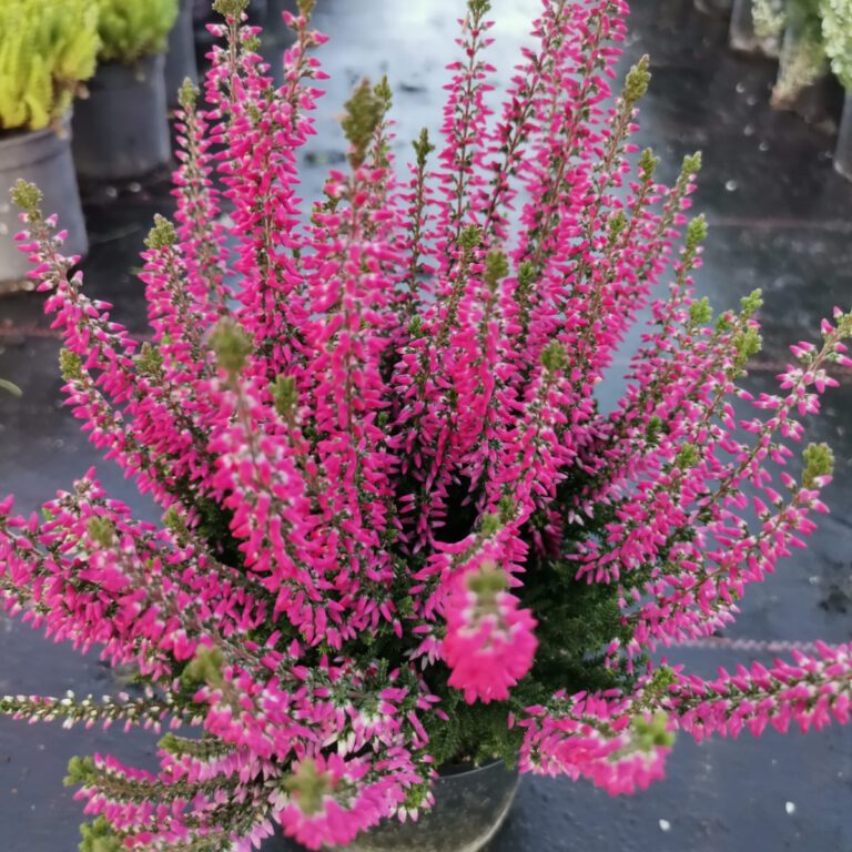 308738014_502997398501517_8802989758891483694_n