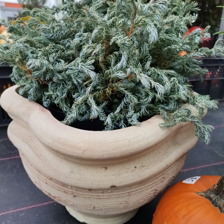 310148007_510038844464039_5890999778249273844_n