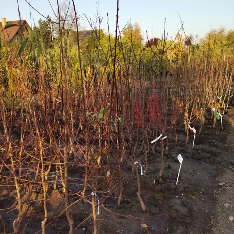 311260777_516898600444730_8750828361693900878_n