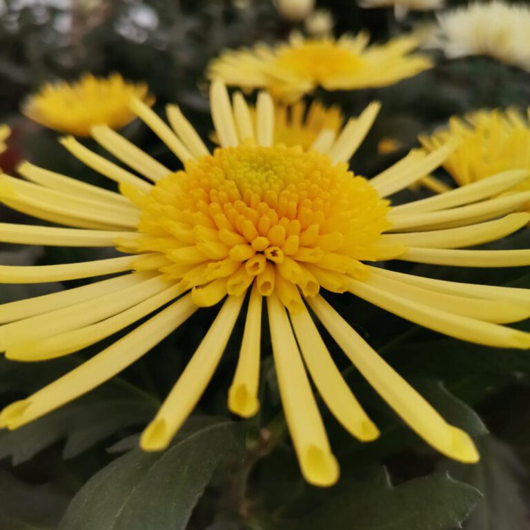 311571602_523970253070898_6741219392266071555_n