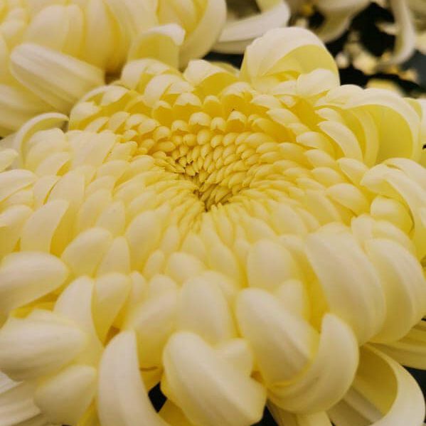 312430791_528940629240527_6158667435600272219_n