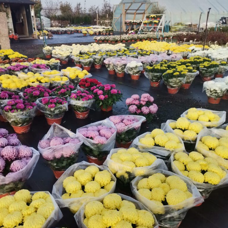 313185287_537354471732476_8859168776829894401_n