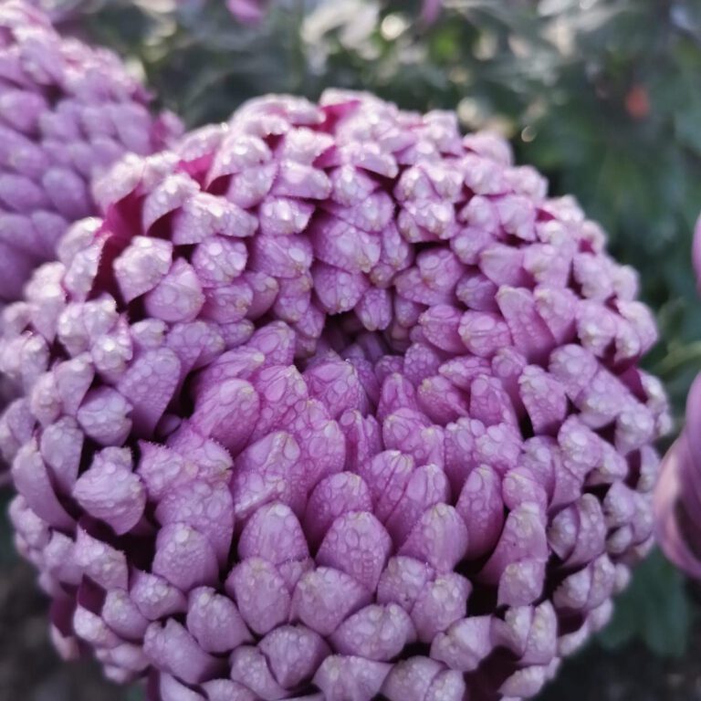 313186243_539291668205423_3582640595580857793_n