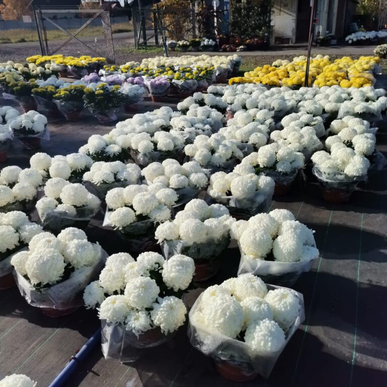 313073785_539569471510976_7748090622762070374_n