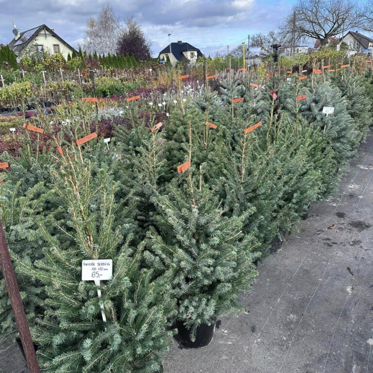 315581750_552222516912338_3041489444760696702_n