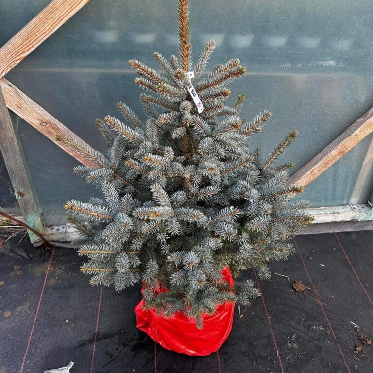 319153524_575633127904610_6867265176128451272_n