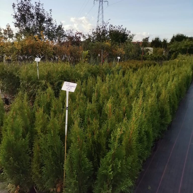 331023464_896703721367807_3405405796559937946_n