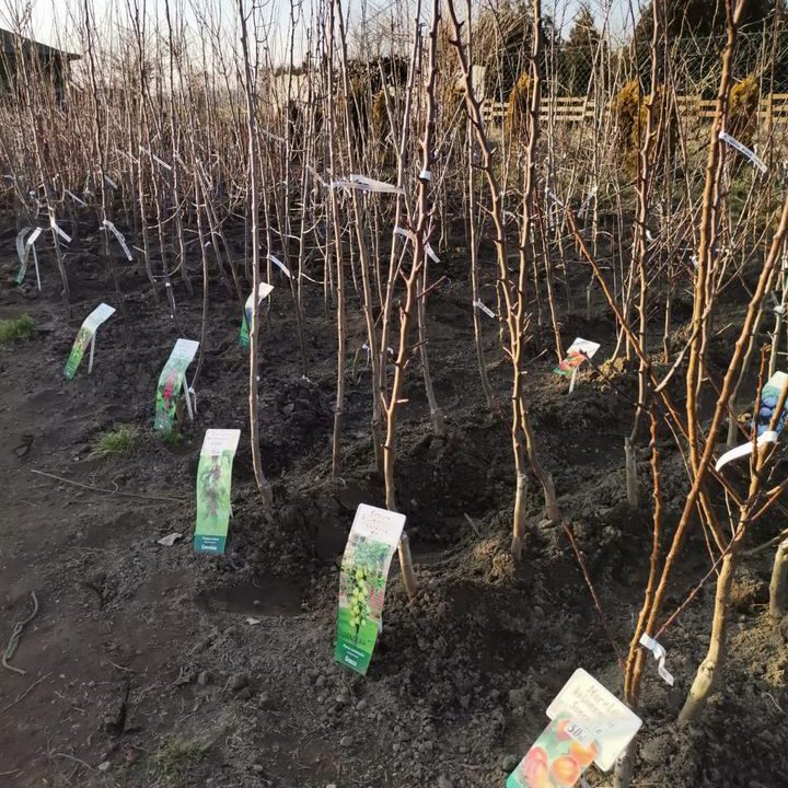 331301235_862256518201833_2025830370648887666_n