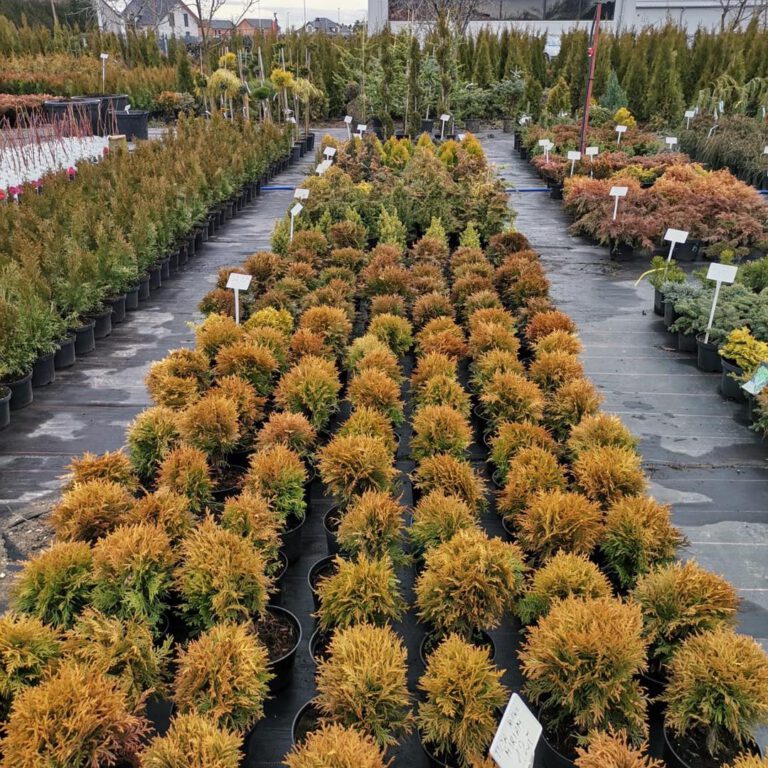 331746762_749781476686191_7862967923630351894_n