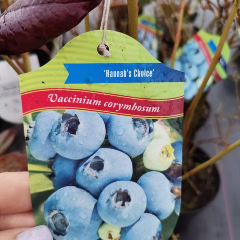 335043485_3412939655651905_1459306106569807645_n