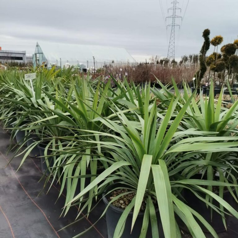 335514175_698133311999588_9095044558252705923_n