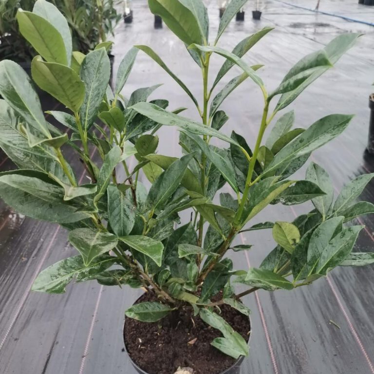 335602876_889756565614336_4289715390732422746_n