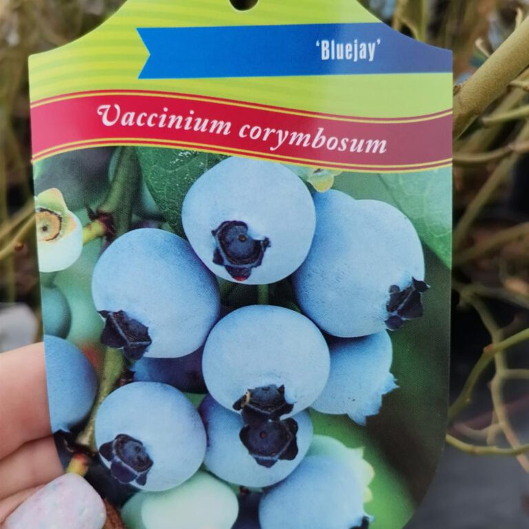 335620808_919062639230272_1822470057835702628_n