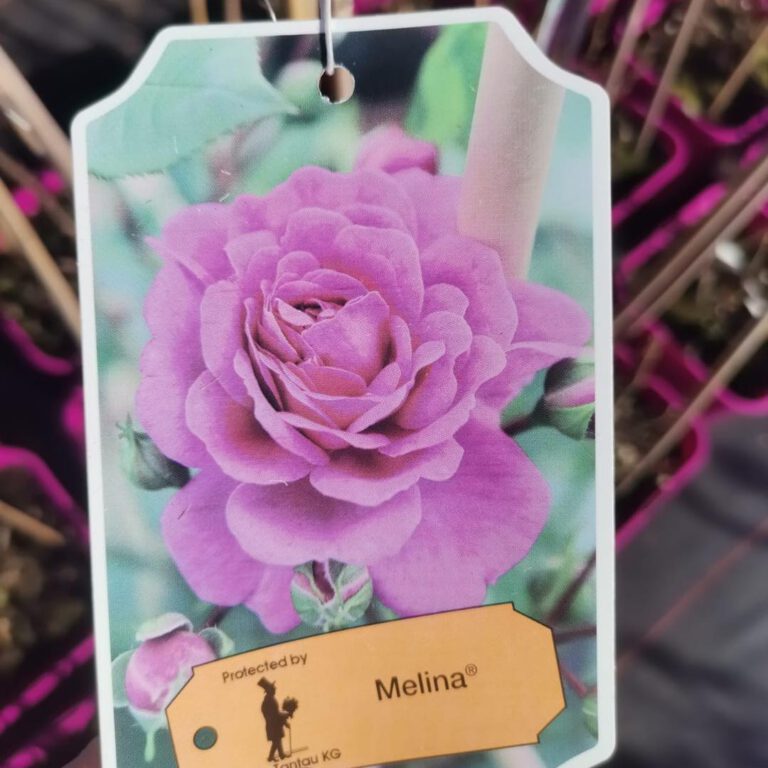 336671455_912057926799717_1487560760913738969_n