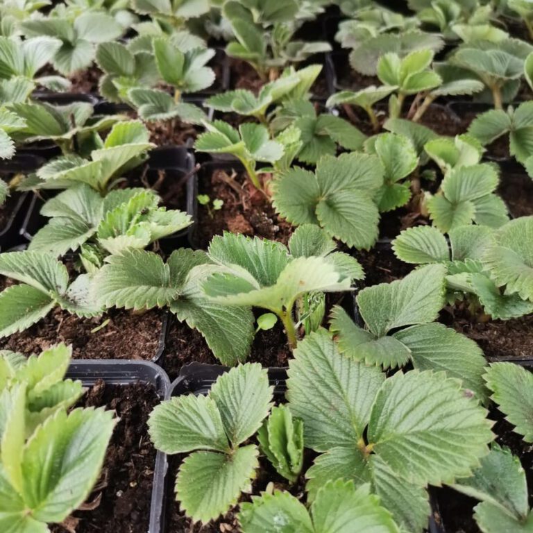 336799070_1230043894552783_8113638597749205503_n