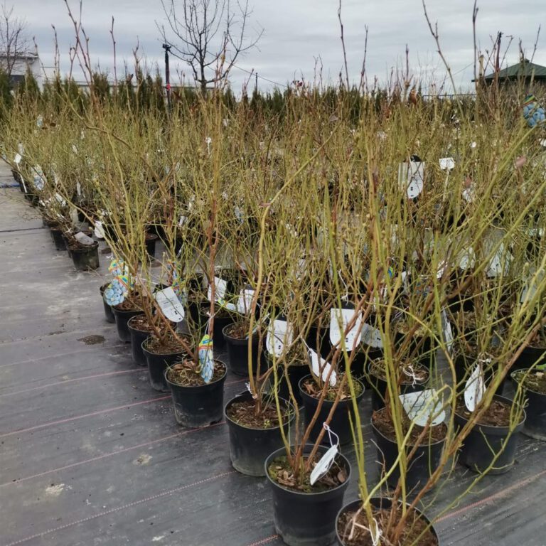 336903143_605117918332187_1553284404323099358_n