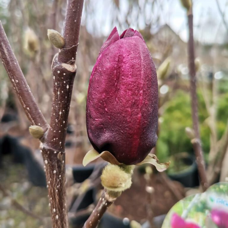 336912890_1340605709822549_288481228586145100_n