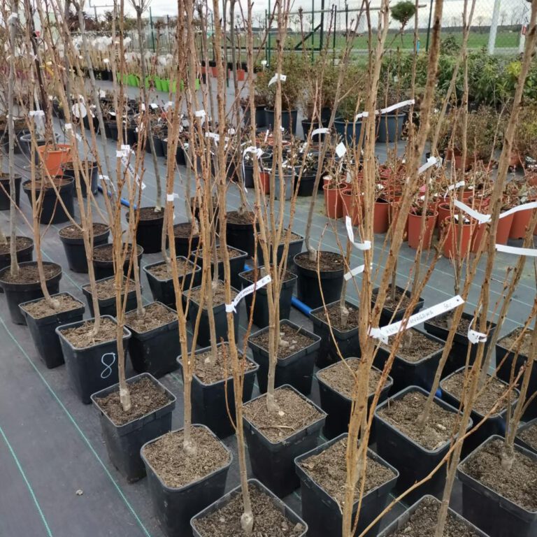 336995610_592077279642130_8874858377662478462_n