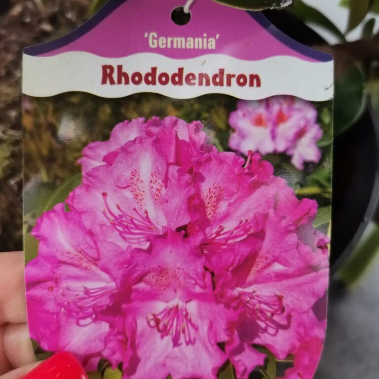 337407063_880510516389968_2305834223764342440_n