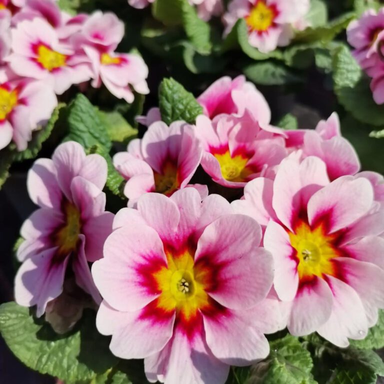 337413600_889489068798312_6522809898402314422_n