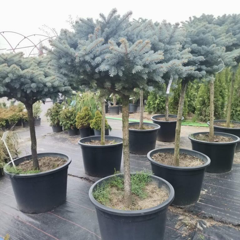 336555516_1642728789508835_8366706525873833830_n