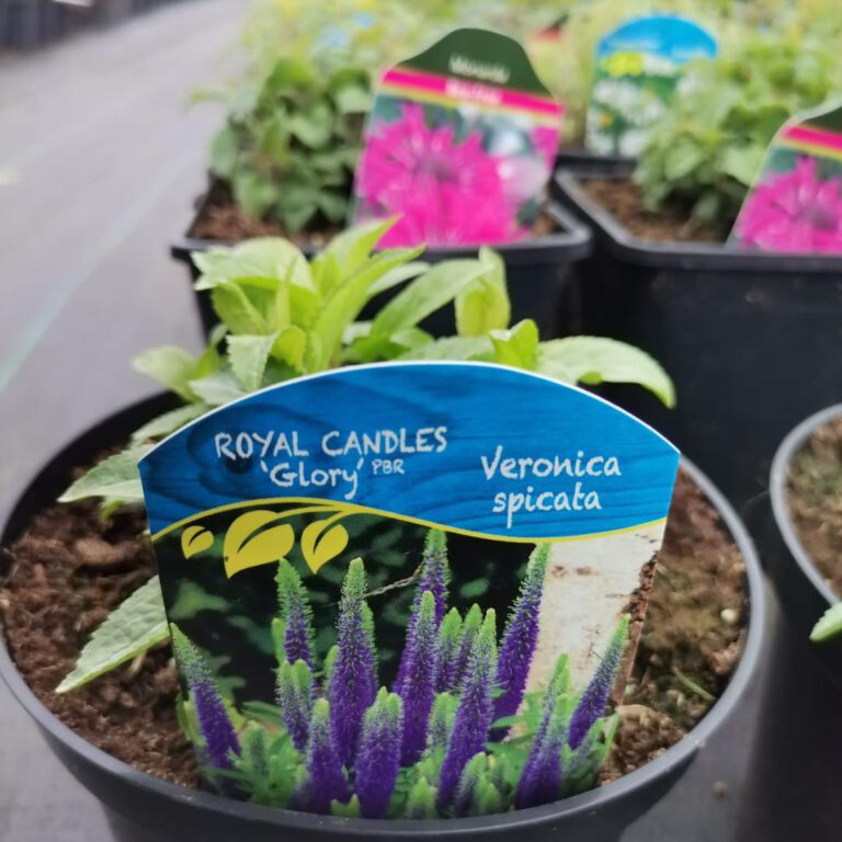 336908195_240907155099506_8067691292336302282_n