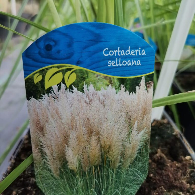 337729360_780476596794805_3159141169997580259_n