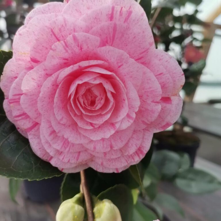 338897809_172752932293896_4667317261978762755_n