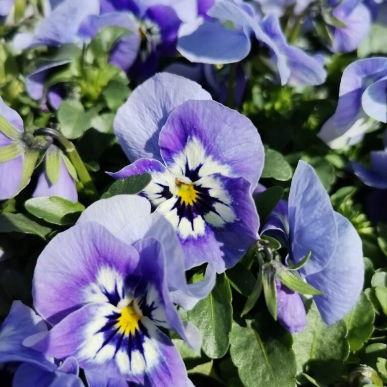 338971453_163528076588970_3410131281168439836_n