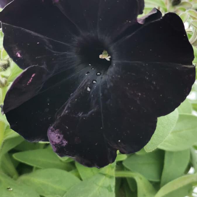 342212723_540491761618556_7013563094783230413_n