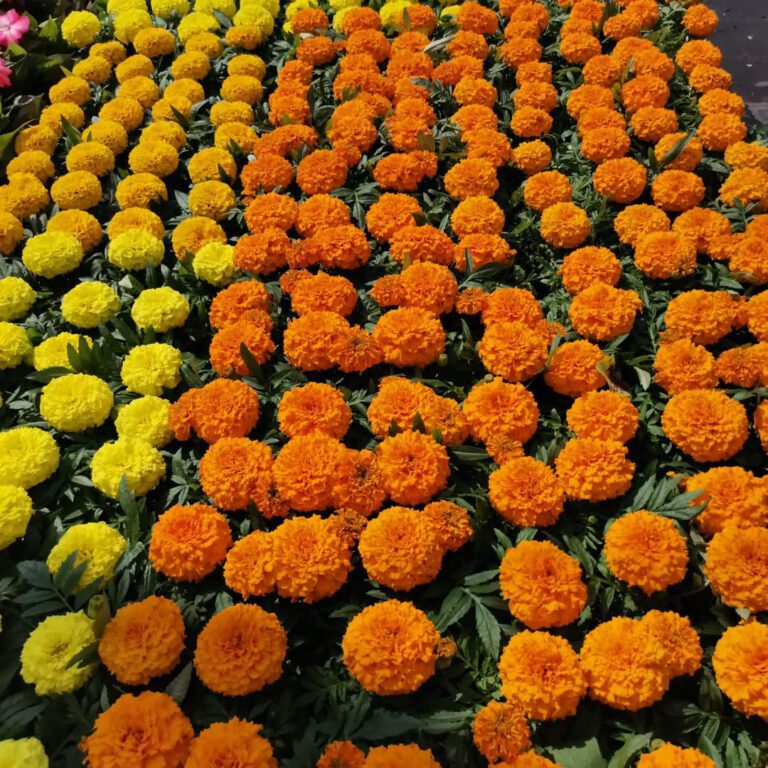 342797251_581228623791309_3967421406406045287_n